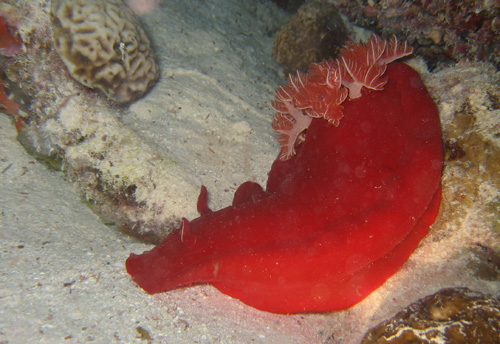 Sha'ab Umm Usk Reef - Spanish Dancer (night dive, focusing with a torch)