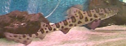 Baby Leopard shark in Nursery Tank