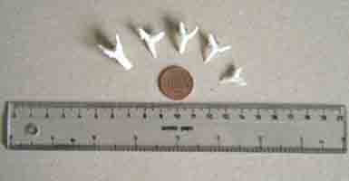 The Shark Teeth collected on our walk around