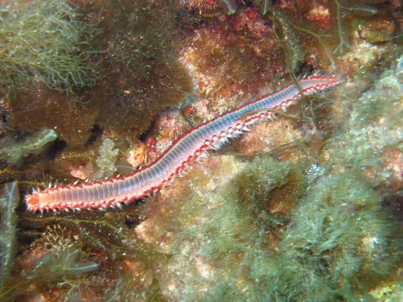 A fireworm about six inches long, there were quite a few of these although not exactly abundant. 
