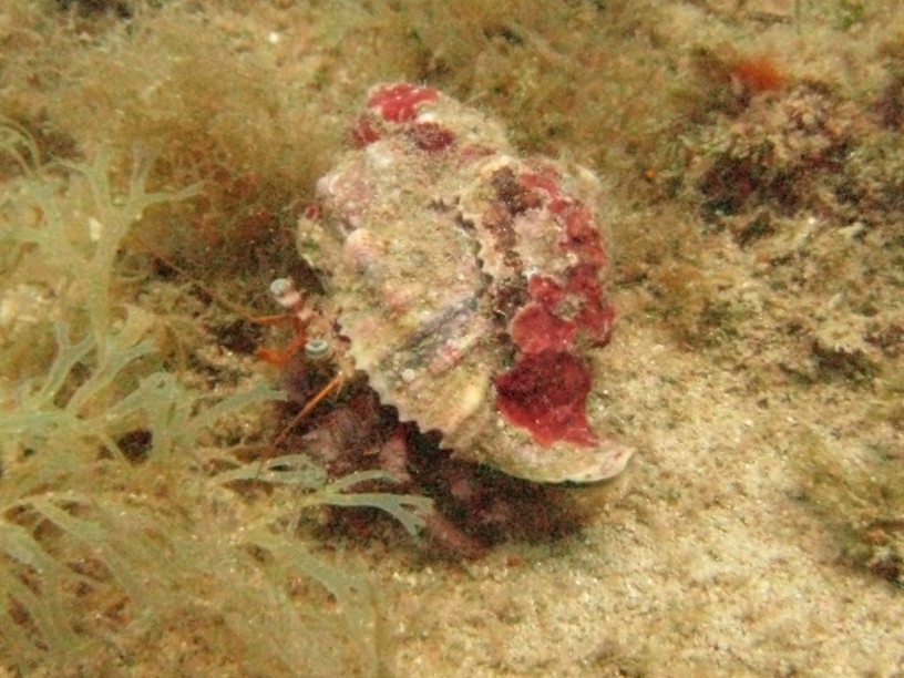 Hermit crab - This little chap was about 60 mm long and living on the Maori wreck.