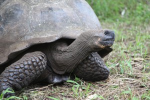 Galapagos tortoise in the Santa Cruz Tortoise Reserve. 