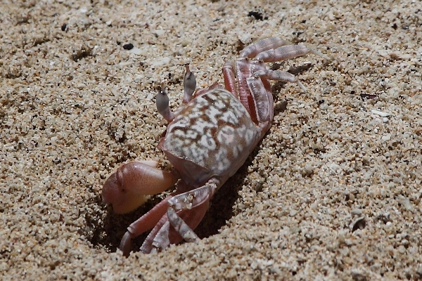 Ghost crab Ocypode gaudichaudii going into hole on beach in Tortuga Bay. 