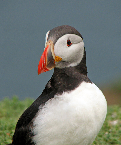 75887485_e77f41b6a6_skomer
