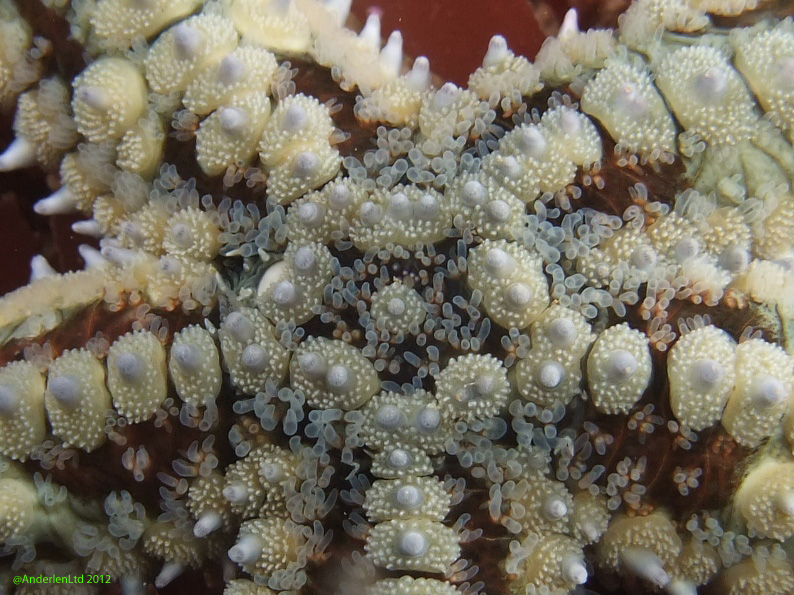 Close up of Spiny starfish, Marthasterias glacialis