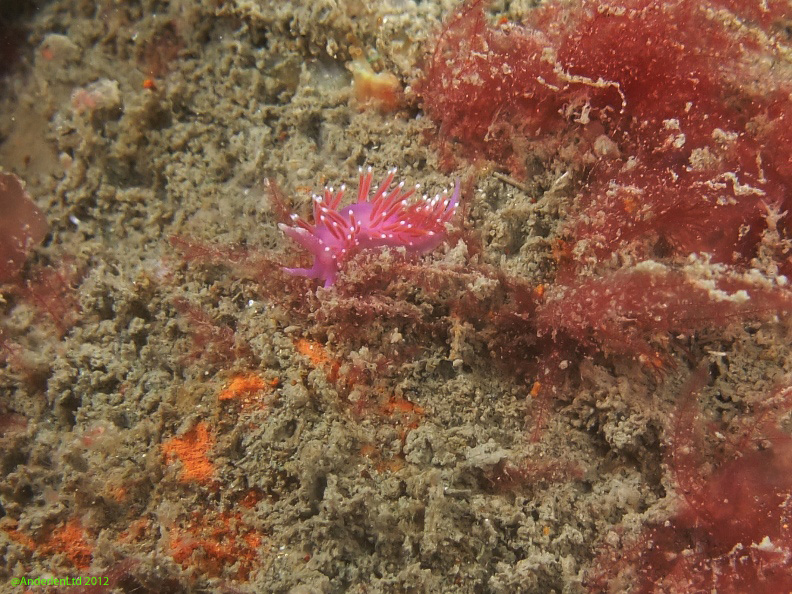 Another 6mm nudibranch, Flabellina pedata, the Violet sea slug.