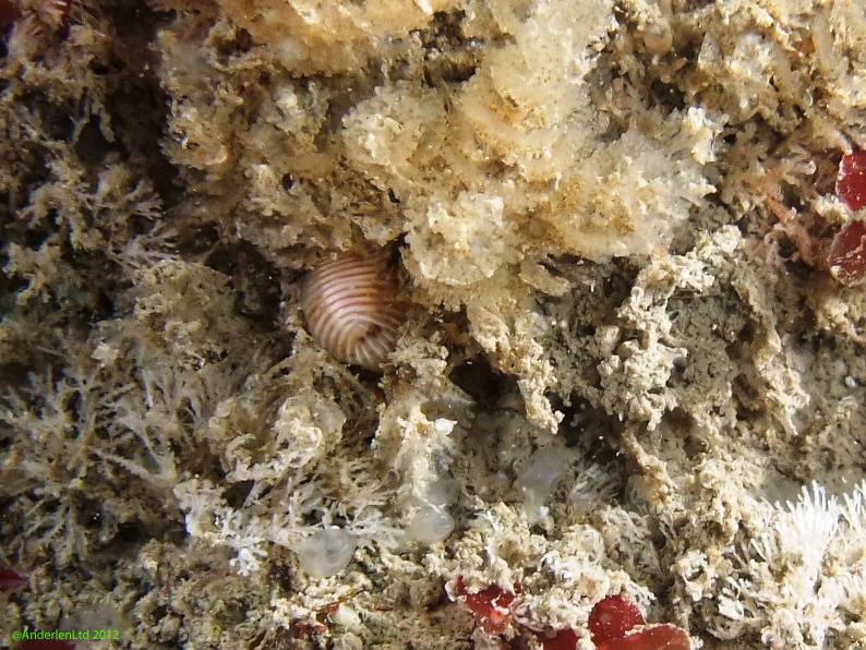 A European cowrie (Trivia monacha), about 6mm long, I didn't find this until looking through the pictures after the dive
