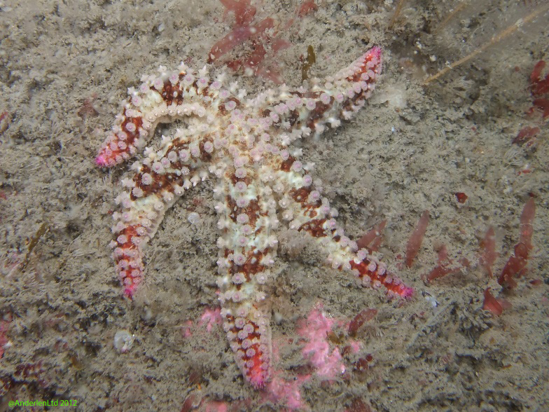 A pink toed starfish, or a starfish with pink toes? A Spiny starfish, Marthasterias glacialis.