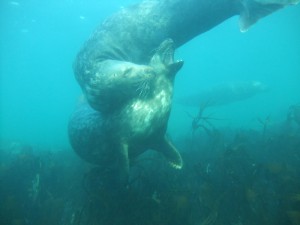 Farnes Islands, 6th November, 2011