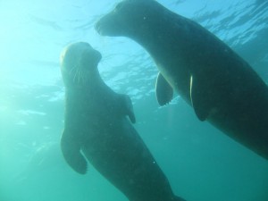 Farnes Islands, 6th November, 2011