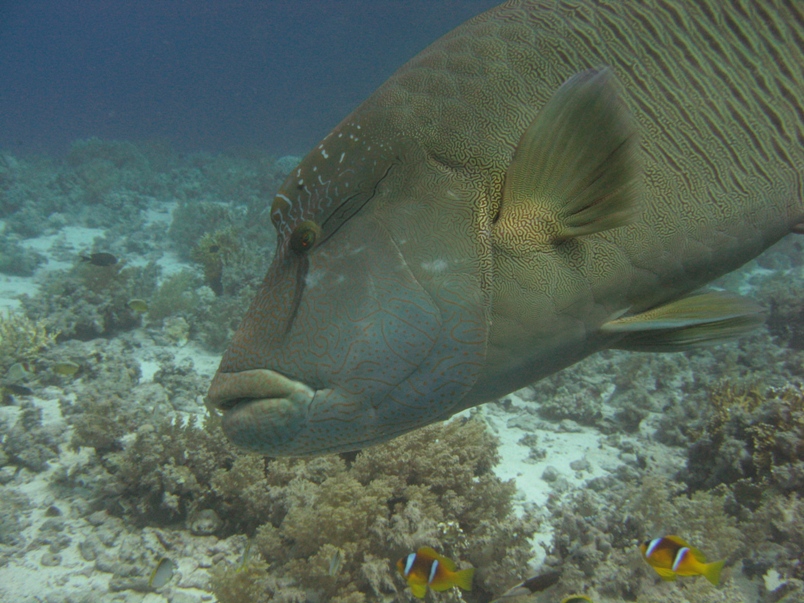 Fifth place: Napoleon wrasse - Geoff