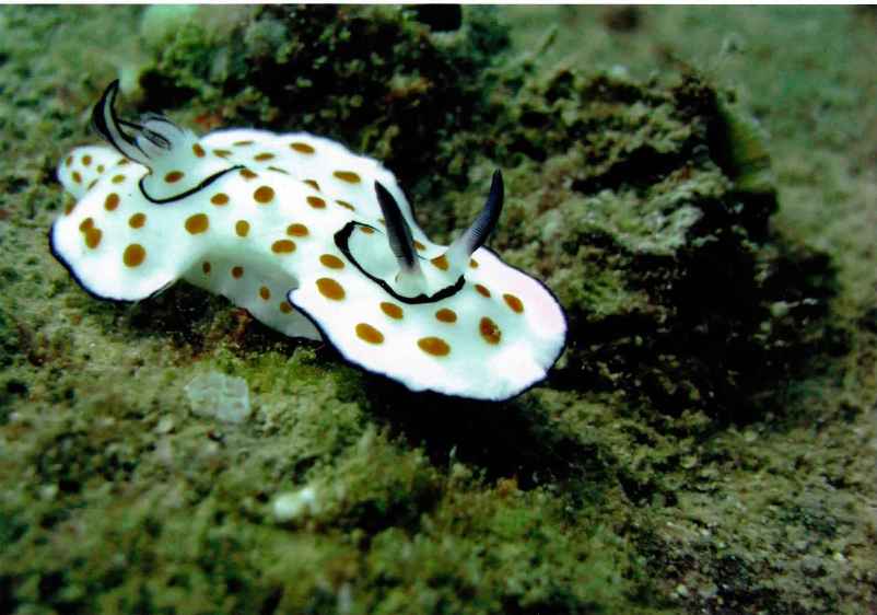 First place: Risbeccia nudibranch - Geoff